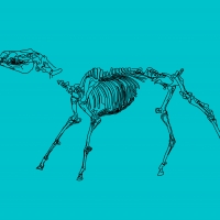 Estudio de la hecatombe animal del yacimiento de ‘Casas del Turuñuelo’ (Guareña, Badajoz)