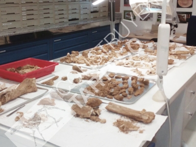 Trabajos de análisis, restauración y conservación